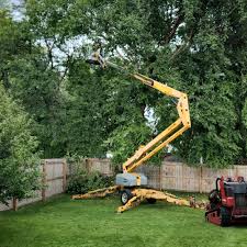 How Our Tree Care Process Works  in  Edna, TX