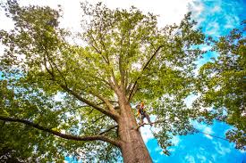 Best Storm Damage Tree Cleanup  in Edna, TX