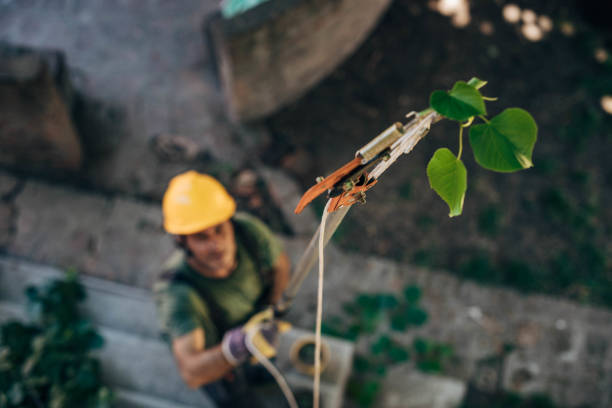 Edna, TX Tree Removal Company