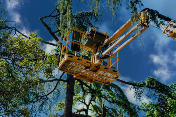 Best Tree Removal  in Edna, TX