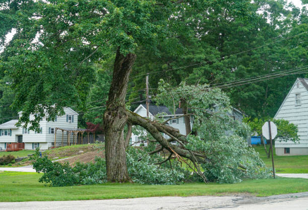 Best Tree Trimming and Pruning  in Edna, TX